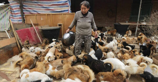 زنی به نام ون جون هونگ در چین است که عشق ورزیدن به حیوانات رها شده را وظیفه خود دانسته و اکنون مسئولیت نگهداری از هزاران حیوان خانگی را بر عهده دارد.