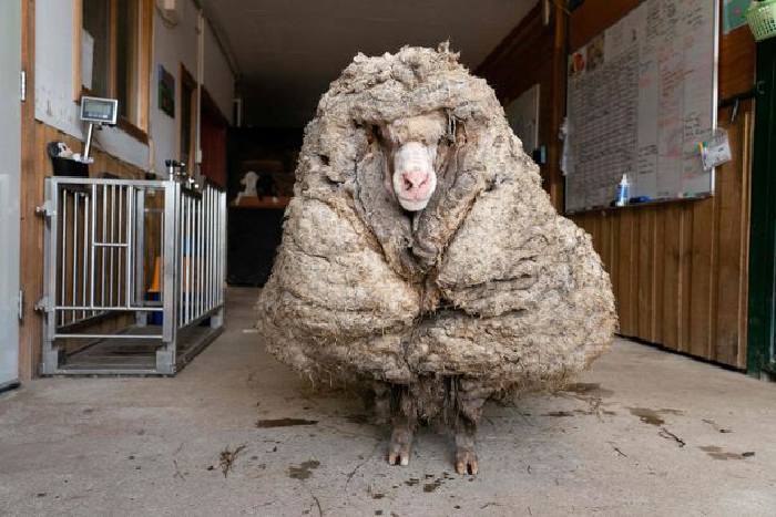 داستان باراک ؛ پیدا شدن گوسفندی سرگردان با ۳۵ کیلوگرم پشم در استرالیا