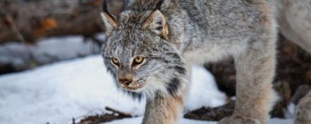 نبوغ حیات وحش؛ ۱۵جانوری که طبیعت تمام خلاقیت خود را در مورد آن ها به کار برده است