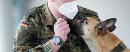 سگ های آموزش دیده آلمانی با ۹۴ درصد دقت بیماران مبتلا به کرونا را شناسایی می کنند