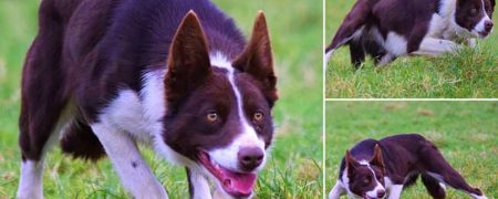 فروش گرانترین سگ گله جهان با قیمت ۲۷,۰۰۰ پوند