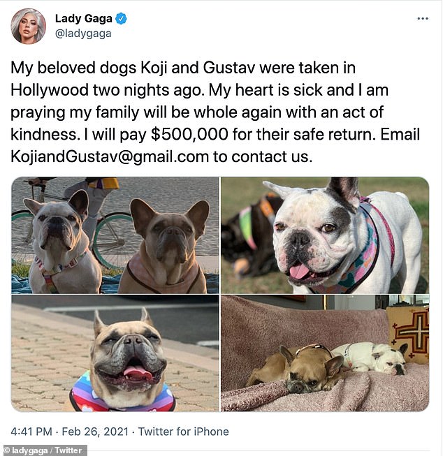 یک زن که نام او فاش نشده بعد از پیدا کردن سگ های بولداگ فرانسوی لیدی گاگا جایزه 500000 دلاری را دریافت خواهد کرد