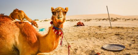 جنجال افتتاح اولین کافه ادرار شتر در عربستان سعودی و نظرات متفاوت کاربران + ویدیو