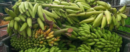 ماجرای سلطان موز و واکنش پدر داماد دکتر حسن روحانی به شایعات