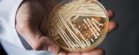 هشدار دانشمندان درباره همه گیری بعدی دنیا؛ این بار اَبَر قارچ کشنده ژاپنی