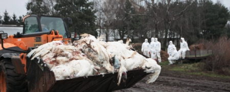 ثبت اولین مورد از انتقال ویروس آنفلوانزای مرغی به انسان در روسیه برای اولین بار در جهان