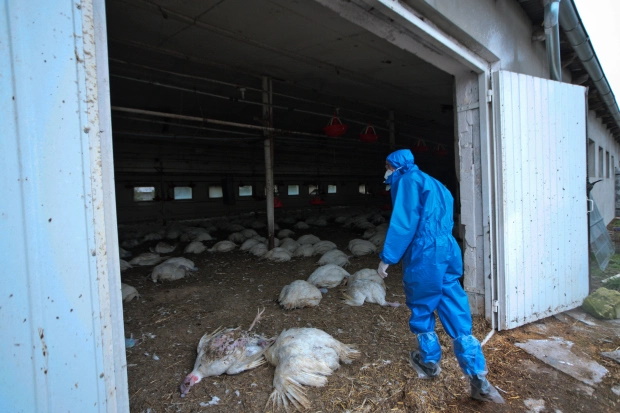 مقامات بهداشتی روسیه می گویند که اولین مورد ابتلای انسان به نوع جهش یافته ویروس آنفلوانزای مرغی در جهان را به ثبت رسانده اند.