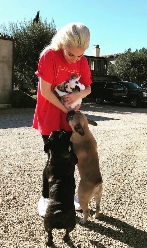یک زن که نام او فاش نشده بعد از پیدا کردن سگ های بولداگ فرانسوی لیدی گاگا جایزه 500000 دلاری را دریافت خواهد کرد