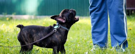 چرا سگ ها به بعضی ها پارس می کنند و به بعضی ها نه؟