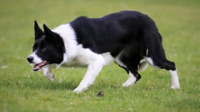 یک توله سگ ماده به نام کیم بعد از فروخته شدن در یک حراجی به قیمت 27,000 پوند به گرانقیمت ترین سگ گله جهان تبدیل شد.