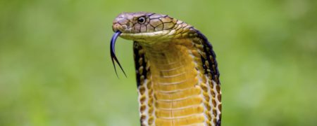 ۱۰ گونه از سمی ترین و مرگباترین مارهای جهان؛ از افعی قاتل تا کبرای فیلیپینی و مار قهوه ای