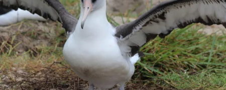 مادر شدن دوباره مسن‌ترین پرنده وحشی دنیا در ۷۰ سالگی
