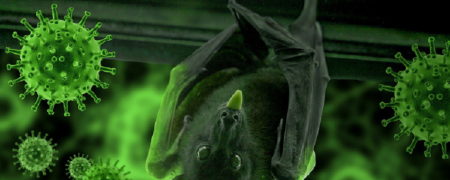 کشف ویروس خفاشی جدیدی در چین که ۹۴.۵ درصد شبیه ویروس کووید-۱۹ است