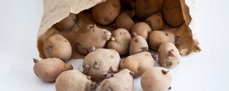 آیا خوردن سیب زمینی جوانه زده مضر است؟
