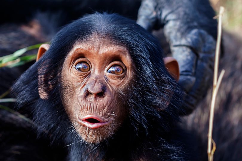 خلق اولین جنین نیم انسان، نیم میمون توسط دانشمندان آمریکایی و نگرانی اخلاق مداران