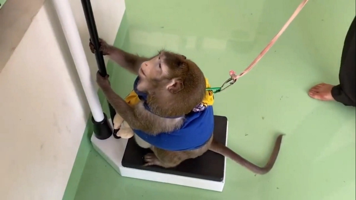 میمون چاق