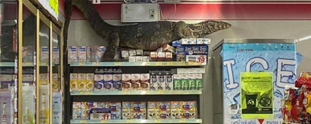 مارمولک بزرگی که در فروشگاهی به دنبال آب و غذا می‌گشت! + ویدئو