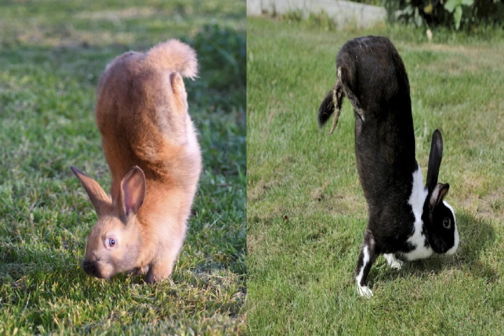 خرگوشی با جهش ژنتیکی که روی دستان خود راه می‌رود + ویدئو