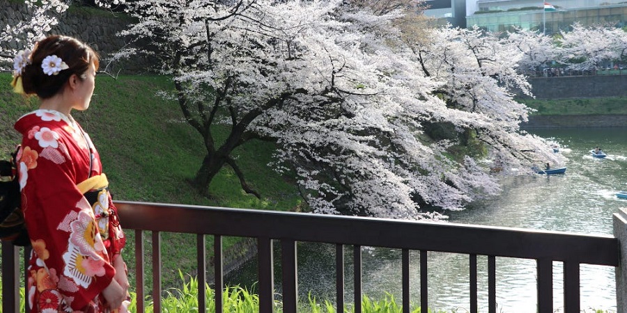 شکوفه زدن زودرس درختان گیلاس ژاپن بر اثر گرمایش جهانی