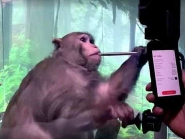 استارتاپ Neuralink، میمونی به نام پیجر را نشان می دهد که چیپ هایی در دو طرف مغز او کارگذاری شده و در حال انجام بازی Mind Pong است.