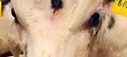 به دنیا آمدن گوساله‌ای با سه چشم که تعجب دامپزشکان را برانگیخت