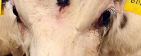 به دنیا آمدن گوساله‌ای با سه چشم که تعجب دامپزشکان را برانگیخت