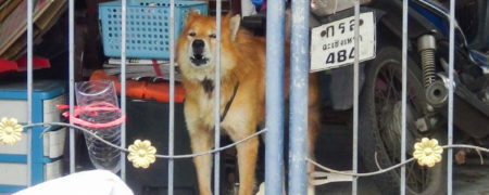 داستان سگ باوفایی که علیرغم مرگ صاحبش در اثر کرونا، هر روز انتظار او را می کشد