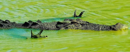 حرکات عجیب دست های یک کروکودیل قبل از شکار که همه را شگفت زده کرد