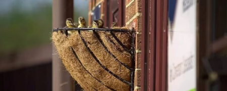 پرش خیره کننده و ۱.۵ متری جوجه اردک‌ها از لانه دیواری خود + ویدئو