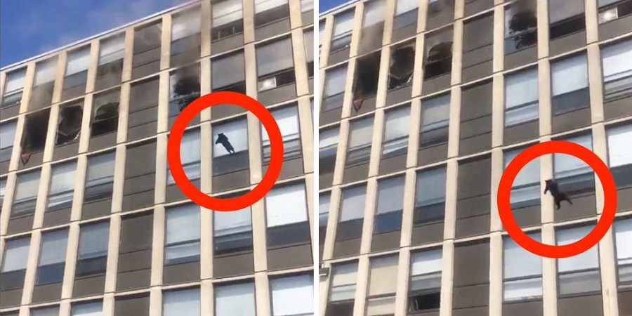 پرش گربه خوش شانس از ساختمان در حال آتش سوزی به بیرون + ویدئو