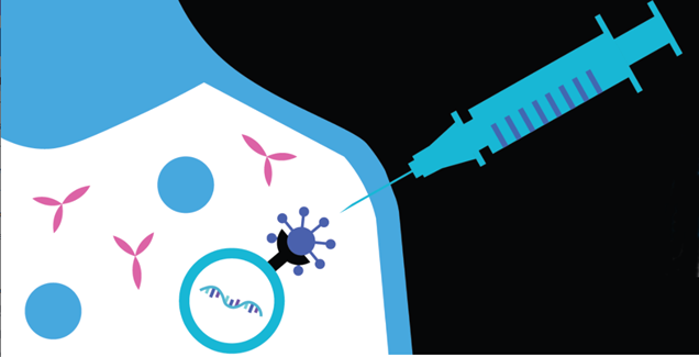 واکسن های فایزر و مدرنا می توانند از ما در مقابل عوامل مرگباری مانند MERS و دیگر کرونا ویروس های ناشناخته محافظت کنند.