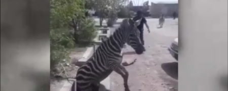 حواشی و واکنش‌ها به ماجرای مرگ گورخرهای وارد شده به ایران + ویدئو