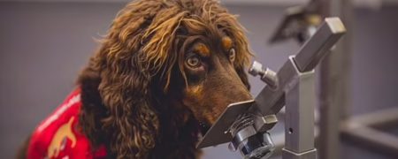 استفاده از سگ های بویاب برای تشخیص مبتلایان کرونا