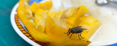 این چیزها خانه شما را به محل زندگی حشرات موذی تبدیل می کند