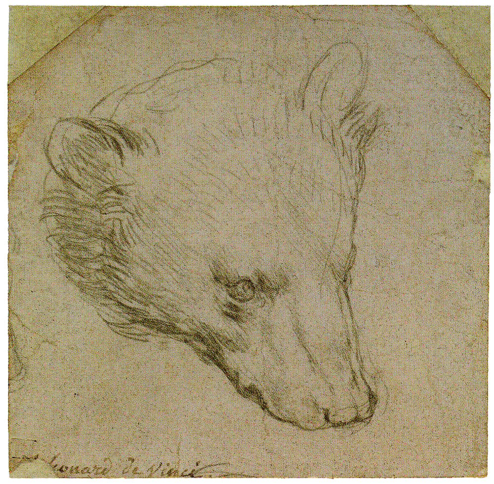 طرحی از لئوناردو داوینچی از سر یک خرس بزودی در یک حراجی به فروش خواهد رسید و انتظار می رود بیش از 12 میلیون پوند قیمت داشته باشد