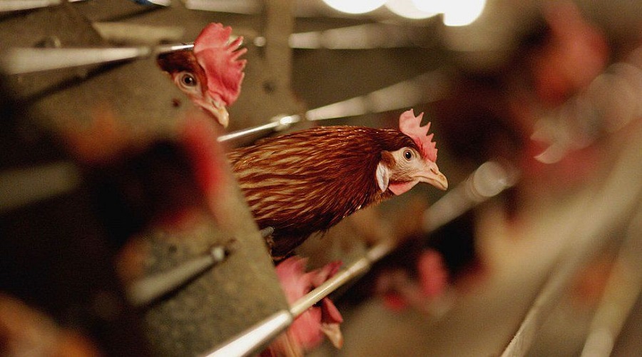 تأیید مشاهده اولین مورد ابتلای انسانی به نوع نادری از آنفلوانزای مرغی در چین
