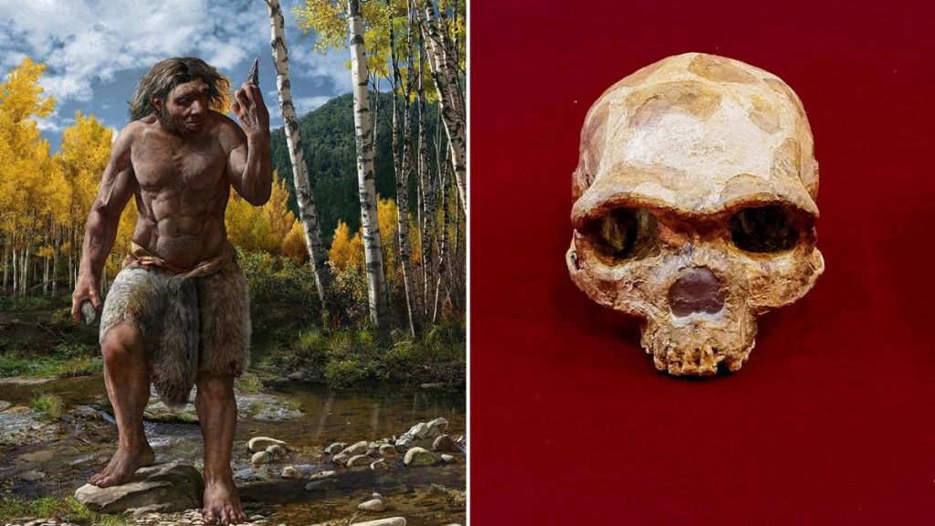 مرد اژدهایی؛ کشف جمجمه یک انسان اولیه در چین که متعلق به ۱۴۶,۰۰۰ سال پیش است