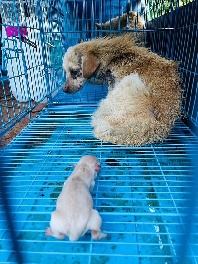 ده ها سگی که قرار بود در جریان فستیوال گوشت سگ در جنوب چین سلاخی شوند توسط گروه های حامی حیوانات نجات یافتند.