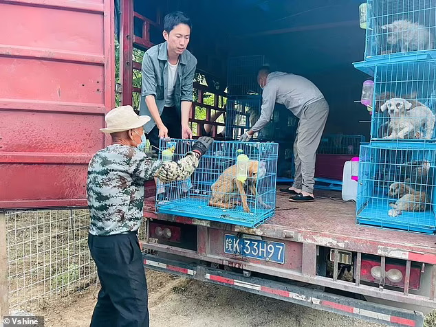 ده ها سگی که قرار بود در جریان فستیوال گوشت سگ در جنوب چین سلاخی شوند توسط گروه های حامی حیوانات نجات یافتند.