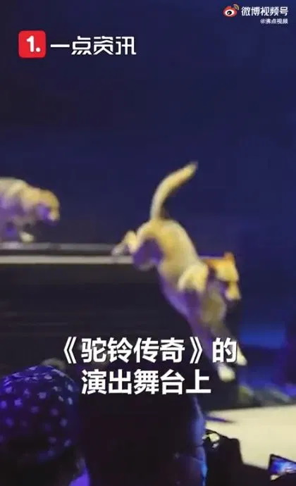 یک ویدیو ترسناک از یک نمایش زنده در چین پربازدید شده است پس از آن که گروهی از بازیگران نمایش توسط 30 قلاده گرگ تعقیب می شوند.