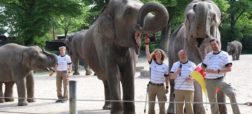 فیل پیشگویی که نتیجه مسابقات جام ملت های اروپا را پیش بینی می کند
