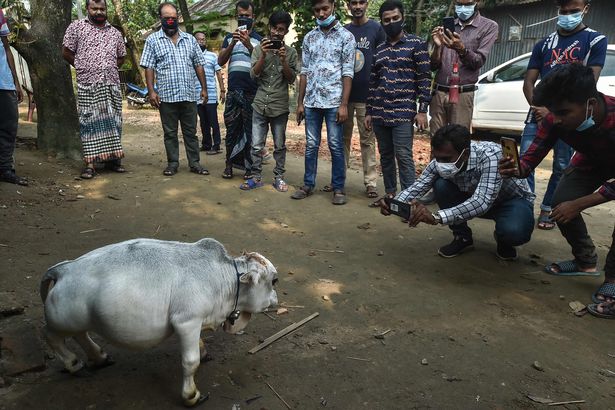 یک گاو کوچک که تنها 20 اینچ قد دارد و کوچکترین گاو جهان لقب گرفته، هزاران نفر را علیرغم شیوع کرونا به یک مزرعه دوردست در بنگلادش کشانده است.