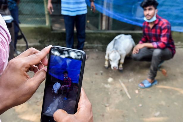 یک گاو کوچک که تنها 20 اینچ قد دارد و کوچکترین گاو جهان لقب گرفته، هزاران نفر را علیرغم شیوع کرونا به یک مزرعه دوردست در بنگلادش کشانده است.