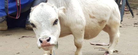 کوچکترین گاو جهان در بنگلادش با تنها ۵۰ سانتیمتر قد که هر روز هزاران نفر بازدید کننده دارد