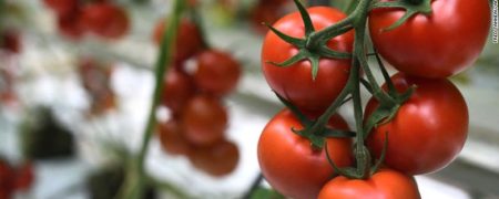 گوجه فرنگی خام؛ گیاه پرخاصیت روزهای گرم تابستان