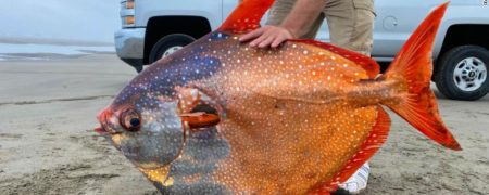 پیدا شدن یک ماهی رنگی غول پیکر و نادر در سواحل اوریگون