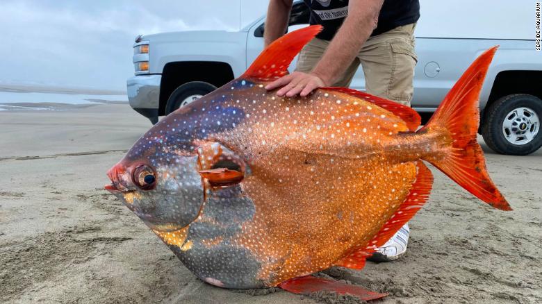  در یک اتفاق نادر، هفته گذشته یک ماهی رنگی غول پیکر در سواحل اوریگون پیدا شد. این ماهی 45 کیلوگرمی که از نوع ماهی اوپاه (opah) بود