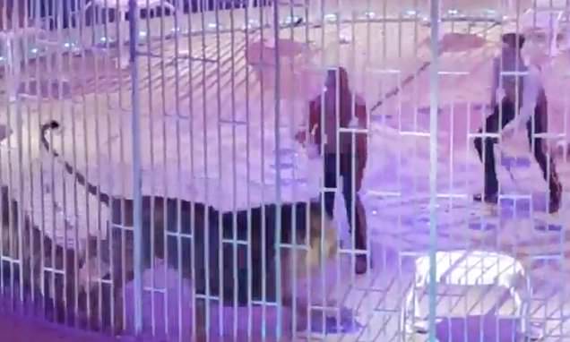 دعوای شدیدی که بین چند شیر نر در یک سیرک در روسیه رخ داد باعث شد حاضران در سالن با جیغ و داد از سالن فرار کنند.
