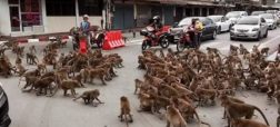 جنگ تن به تن میمون های رقیب در خیابان های تایلند + ویدئو