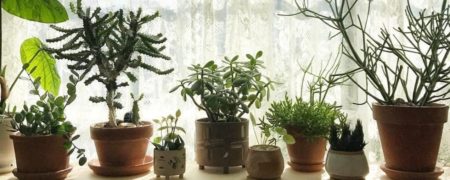 ۱۰ گیاه آپارتمانی برای داشتن خوابی بهتر